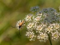 Rothalsbock Männchen